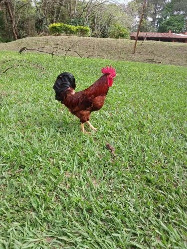 Galo