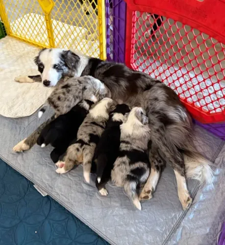 Filhotes de Border Collie | Filhotes com temperamento ótimo!