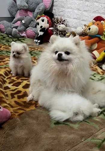 Spitz alemão fêmea anão 3 meses e uns dias