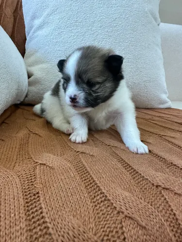 Spitz Alemão Anão Fêmeas com Pedigree