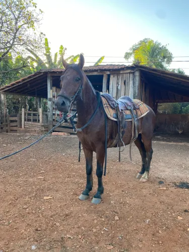 Vendo cavalo marchador