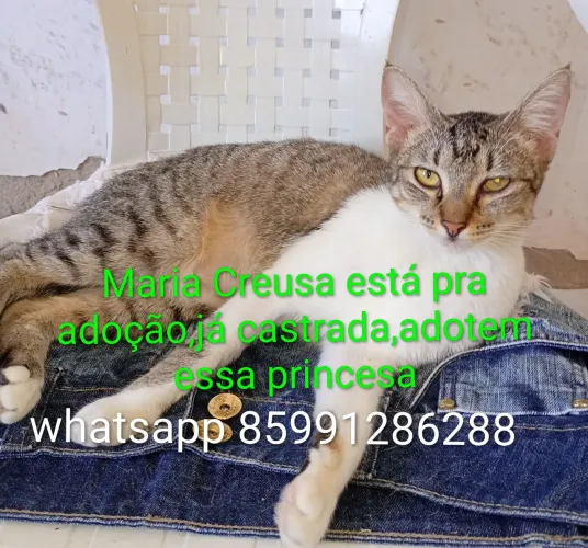 Gatinha já castrada pra adoção responsável