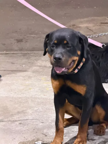 Doações de cachorro