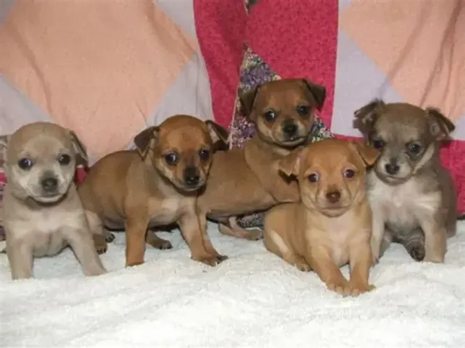 PINSCHER