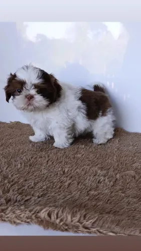 Lindos Filhotes de Shihtzu