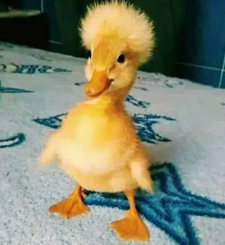 Marreco