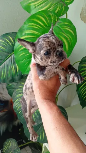 Bulldog francês fêmea merle 