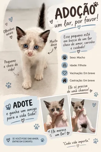 3 Gatinhos para Adoção Responsável - Precisam de um Lar ?