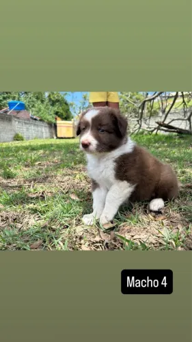 Border collie brancos e marron 4 machos e 1 fêmea 