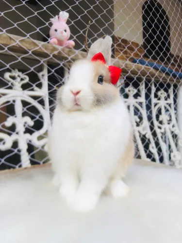 Coelho anão netherland dwarf linhagem importada - linda menina com heterocromia