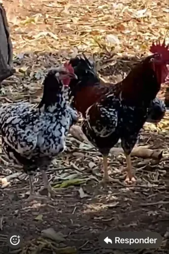 Ovos de GSB