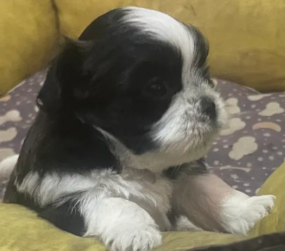 Vende-se cachorro da raça shitszu