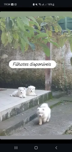 Lindos samoieda