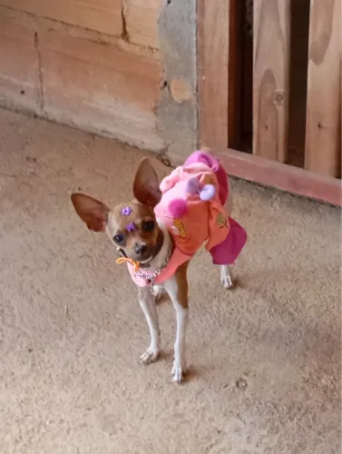 Pinscher 1 canela seca
