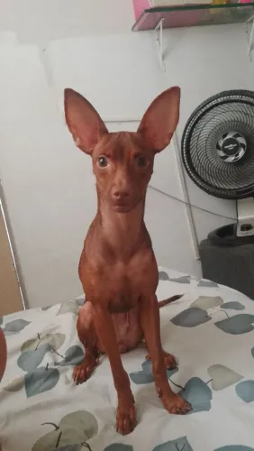 Cachorra pinscher 02 fêmea 2 anos 