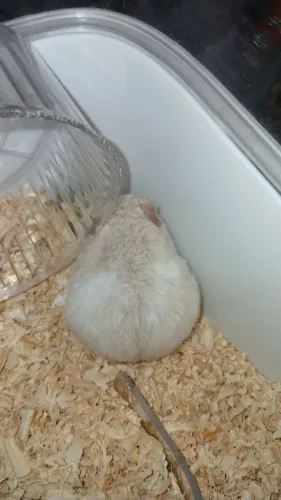 Hamstes da raça sirio