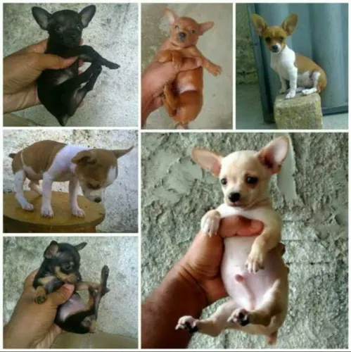 PINSCHER CANIL 