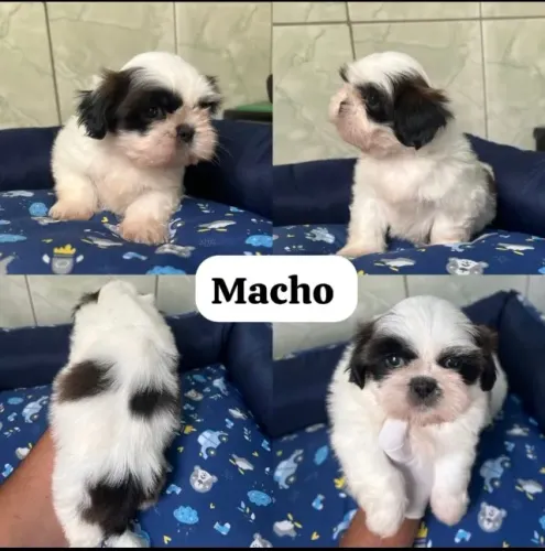 Porte Pequeno Shihtzu Pronta Entrega - 10x sem juros - Frete Grátis no ABCD