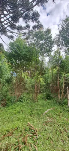 chácara no Roseira/Colombo/20 mil m²/gramada com nascentes
