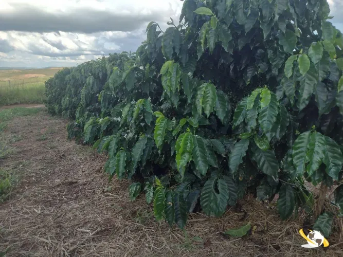 FAZENDA COM 205HEC PRA CAFÉ BEIRA RIO DOURADOS