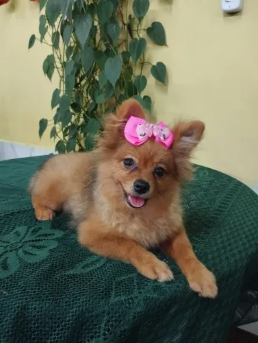 Spitz Alemão fêmea promoção 