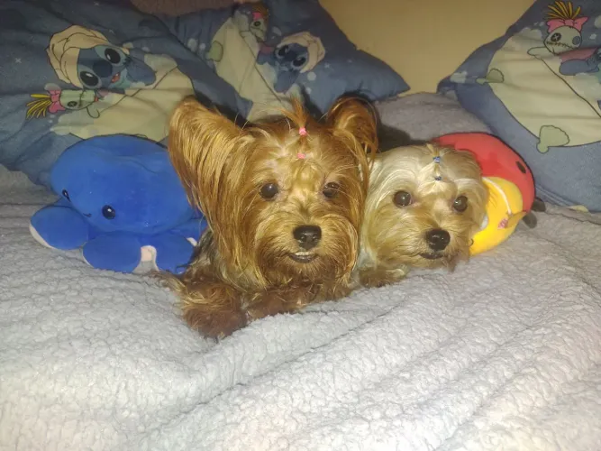 Disponíveis para venda Lindos Filhotes da Raça Yorkshire Terrier!!!