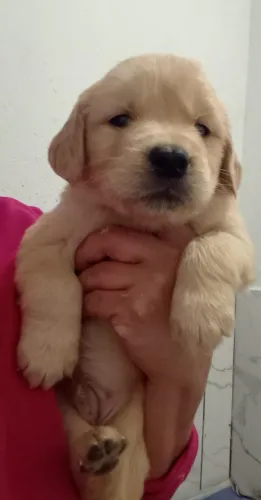     Golden Retriever Disponível - Filhotes Encantadores