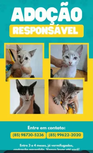 Lindos gatos para adoção