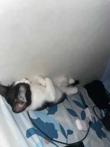 Estou doando gato macho 