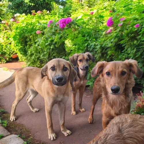 Doa se lindos filhotes,  7 meses, castrados, vacinados e vermifugados  -Mooca SP