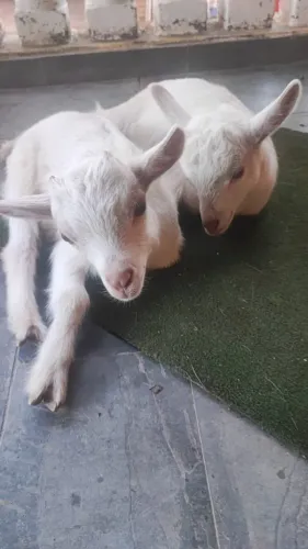 cabrito mini bem branquinhos whats app *