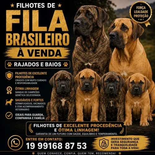 Fila brasileiro