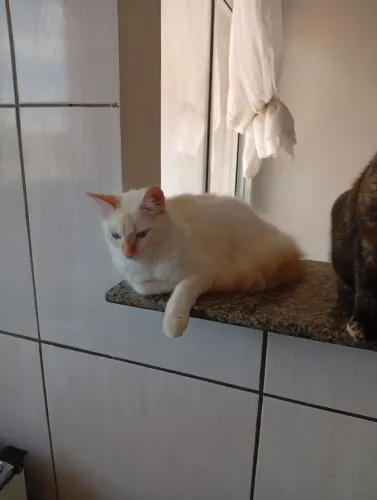 Gato castrado