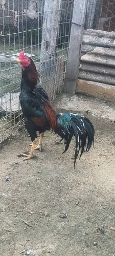 Galo Índio