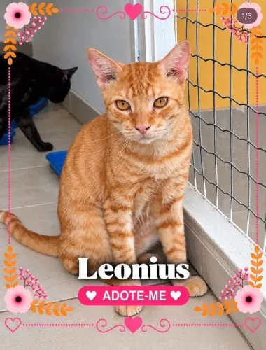 Gato para adoção 