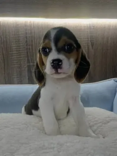 Beagle filhotes