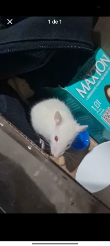 ratinho Twister raro albino
