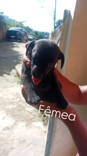 Doação cachorra