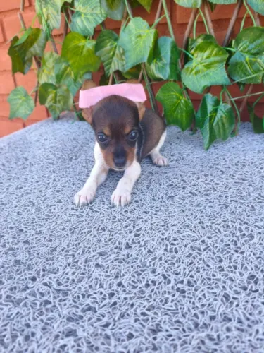 Pinscher fofinho para alegrar sua família