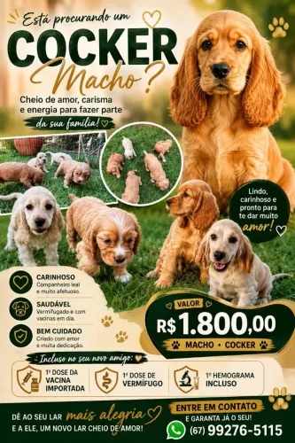 Filhote Cocker Spaniel Macho