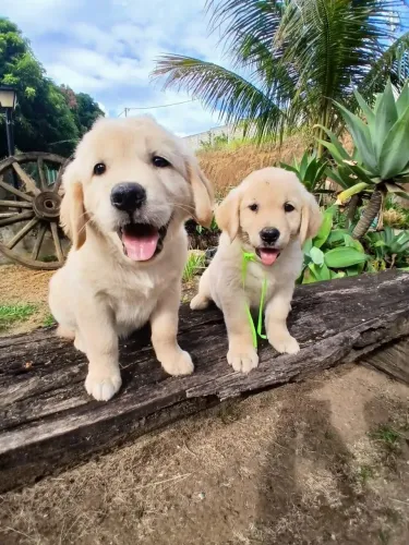 Filhotes de Golden Retriever com Exames, Peludos e Pedigree