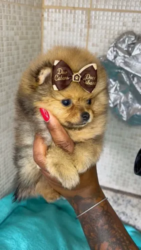 Spitz alemão 