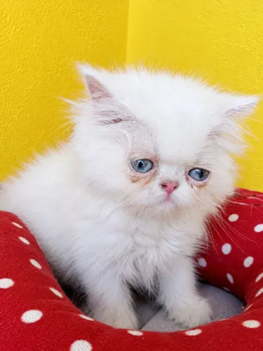 FILHOTES DE GATO PERSA