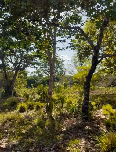Fazenda à venda