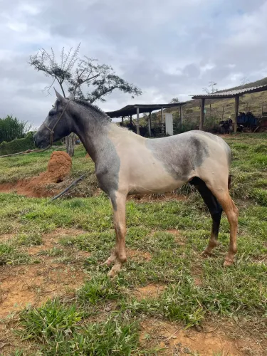 Cavalo de sela macha batida pra vender