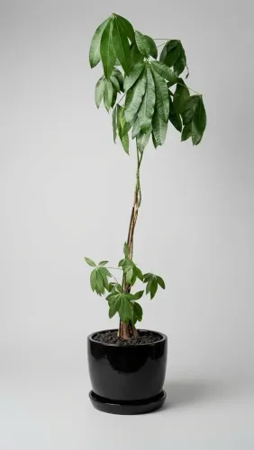 Vaso decorativo preto de alta qualidade