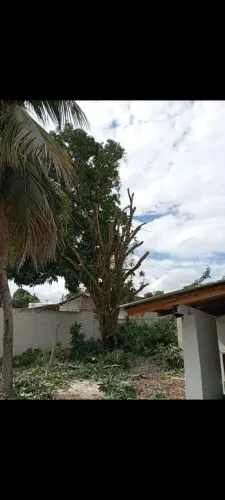 Cortes e podas de árvores