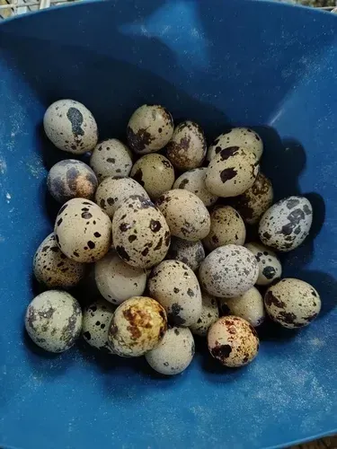 Ovos de codornas gigantes Ferteis