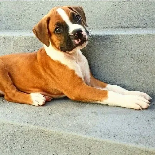 Filhotes De Boxer - Os Filhotes Mais Fofos E Amorosos Esperam Por Você 