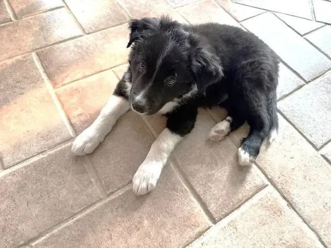 Filhotes de Border Collie | Energia que transforma qualquer momento